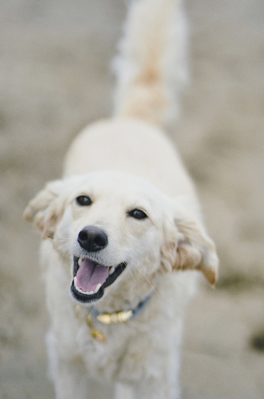 Pet 1
