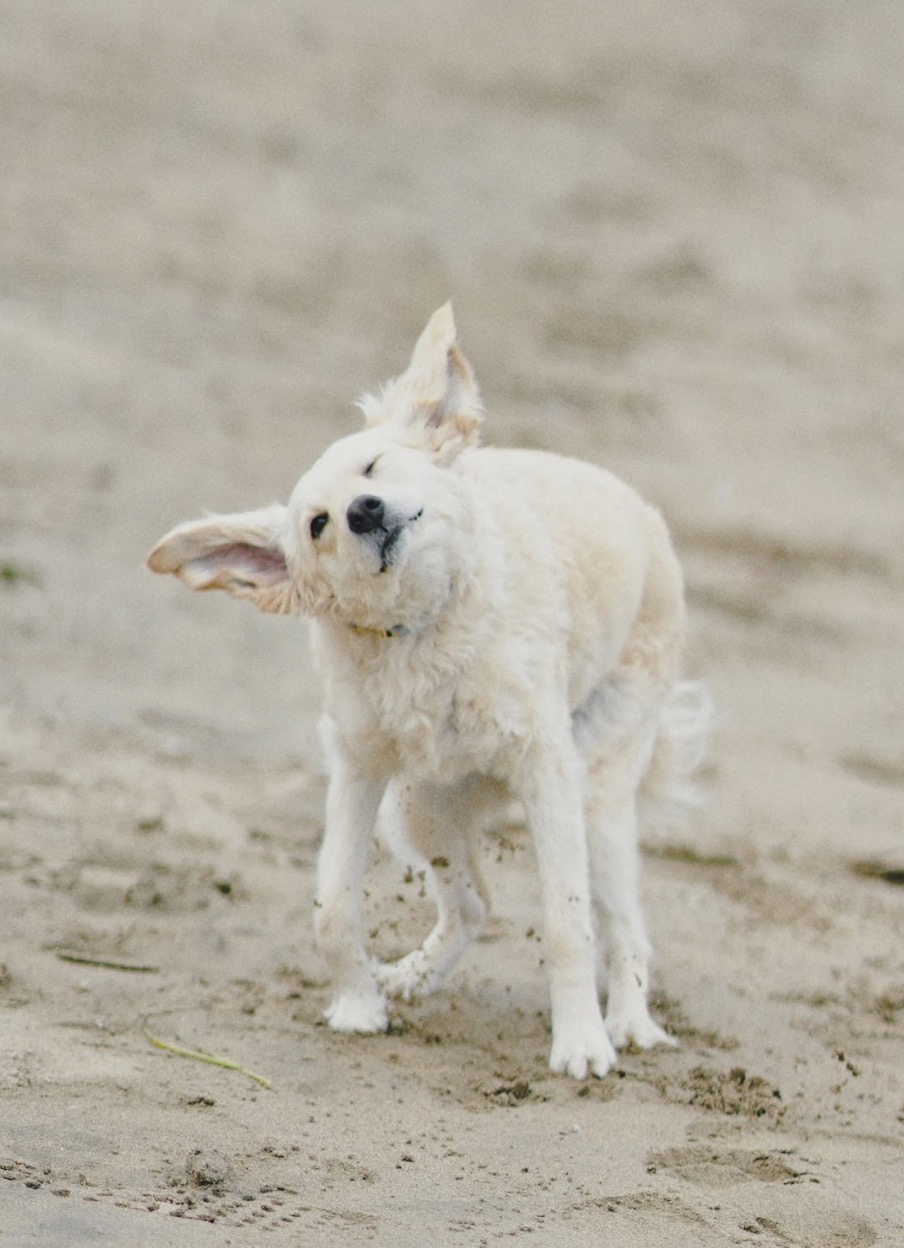 Pet 2